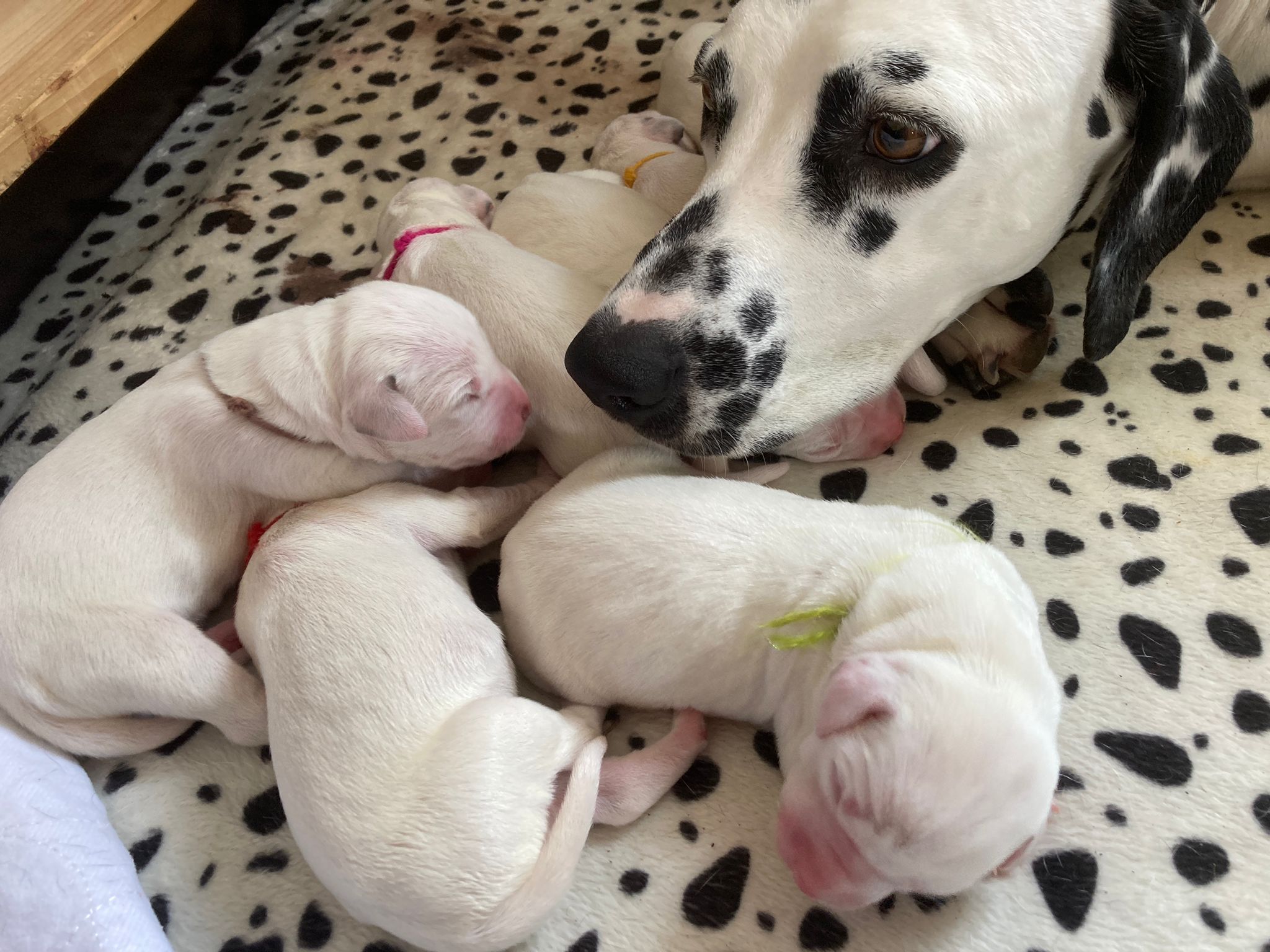 Dorie und die Jungen