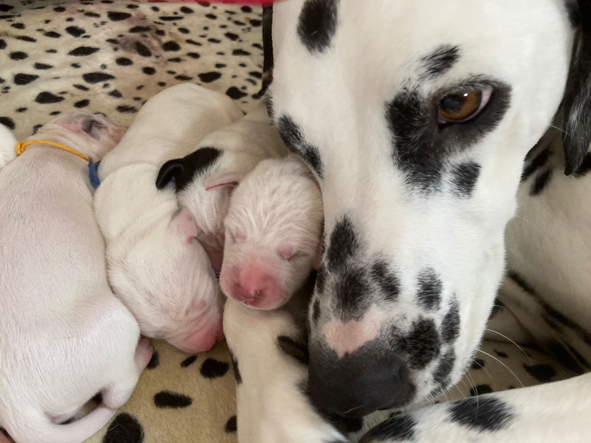 Dorie und die Jungen