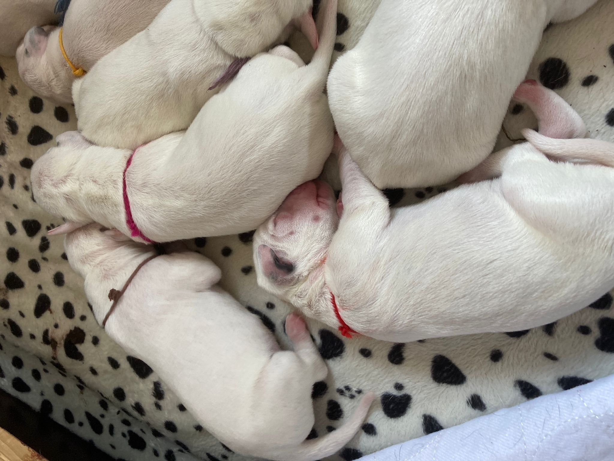 Dorie und die Jungen