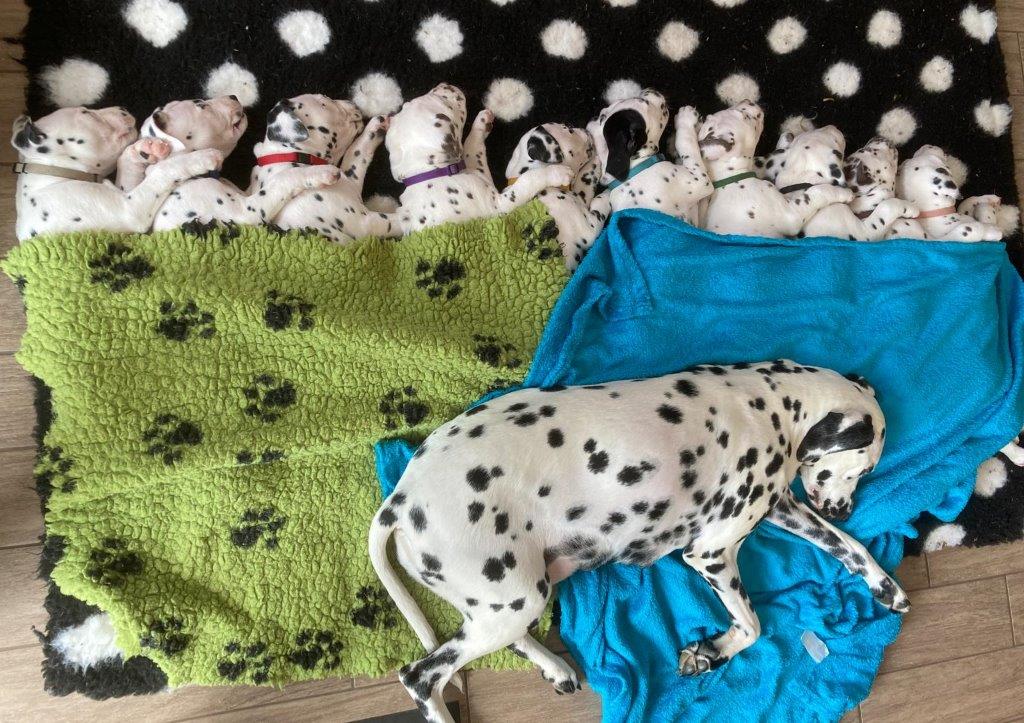 Dorie und die Jungen