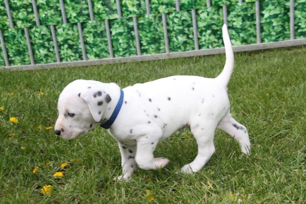 Dorie und die Jungen