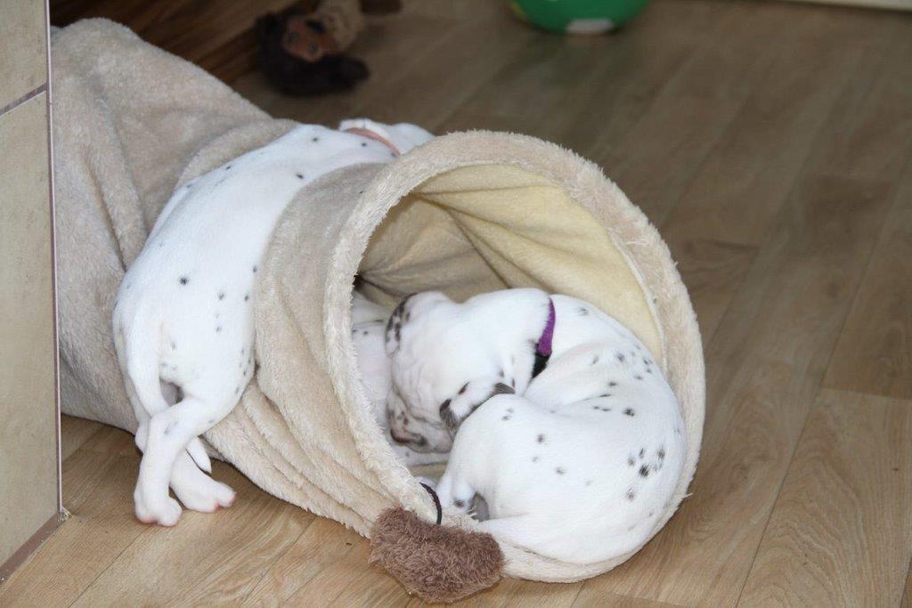 Dorie und die Jungen