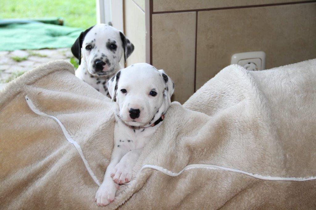 Dorie und die Jungen