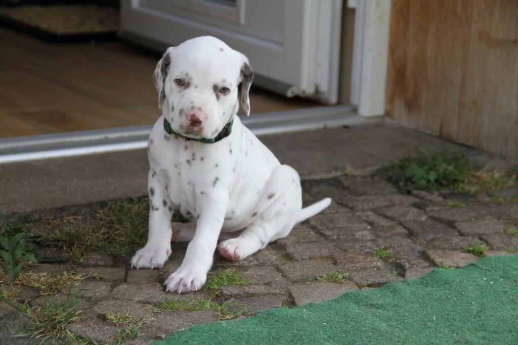 Dorie und die Jungen