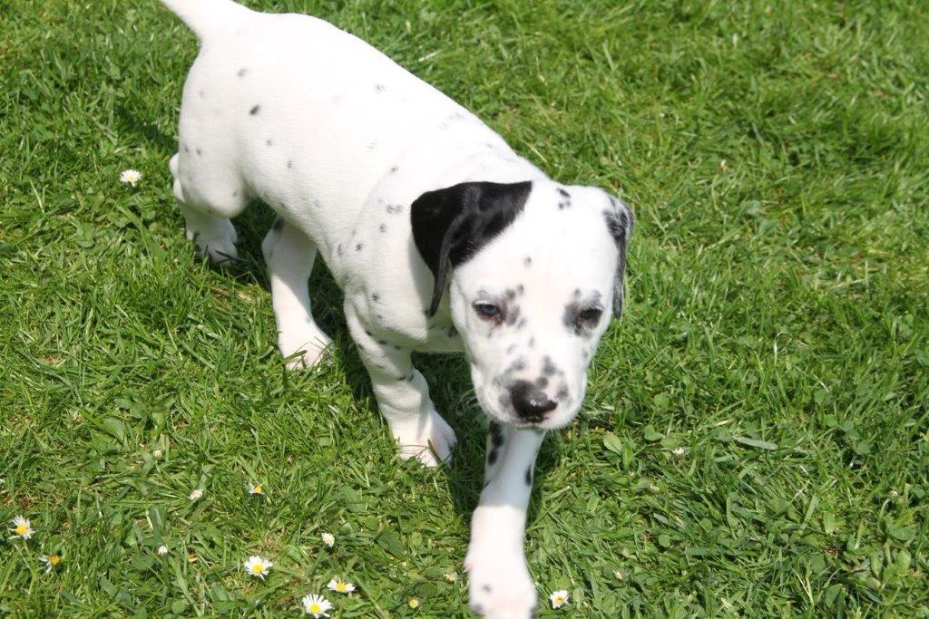 Dorie und die Jungen