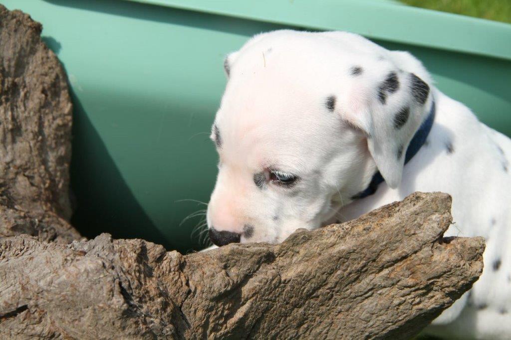 Dorie und die Jungen