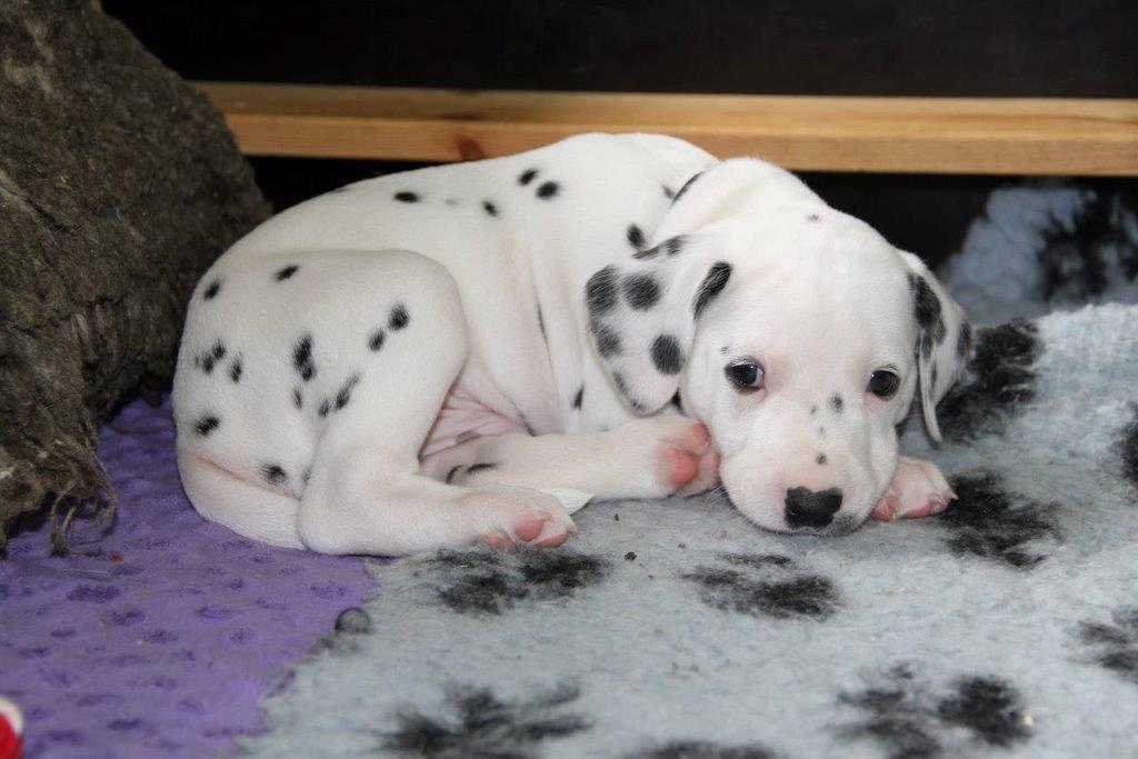 Dorie und die Jungen