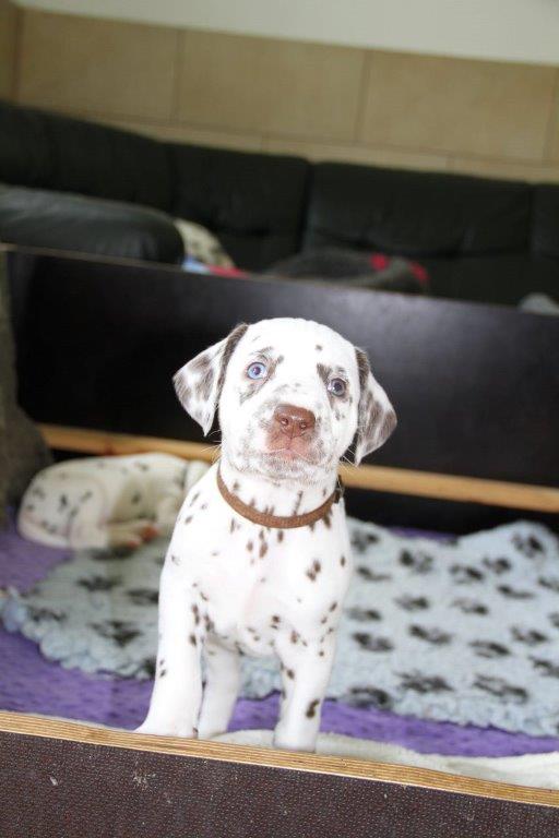 Dorie und die Jungen