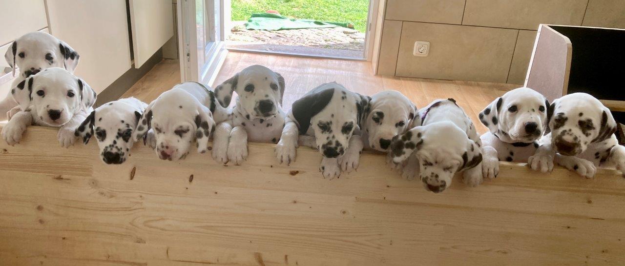 Dorie und die Jungen