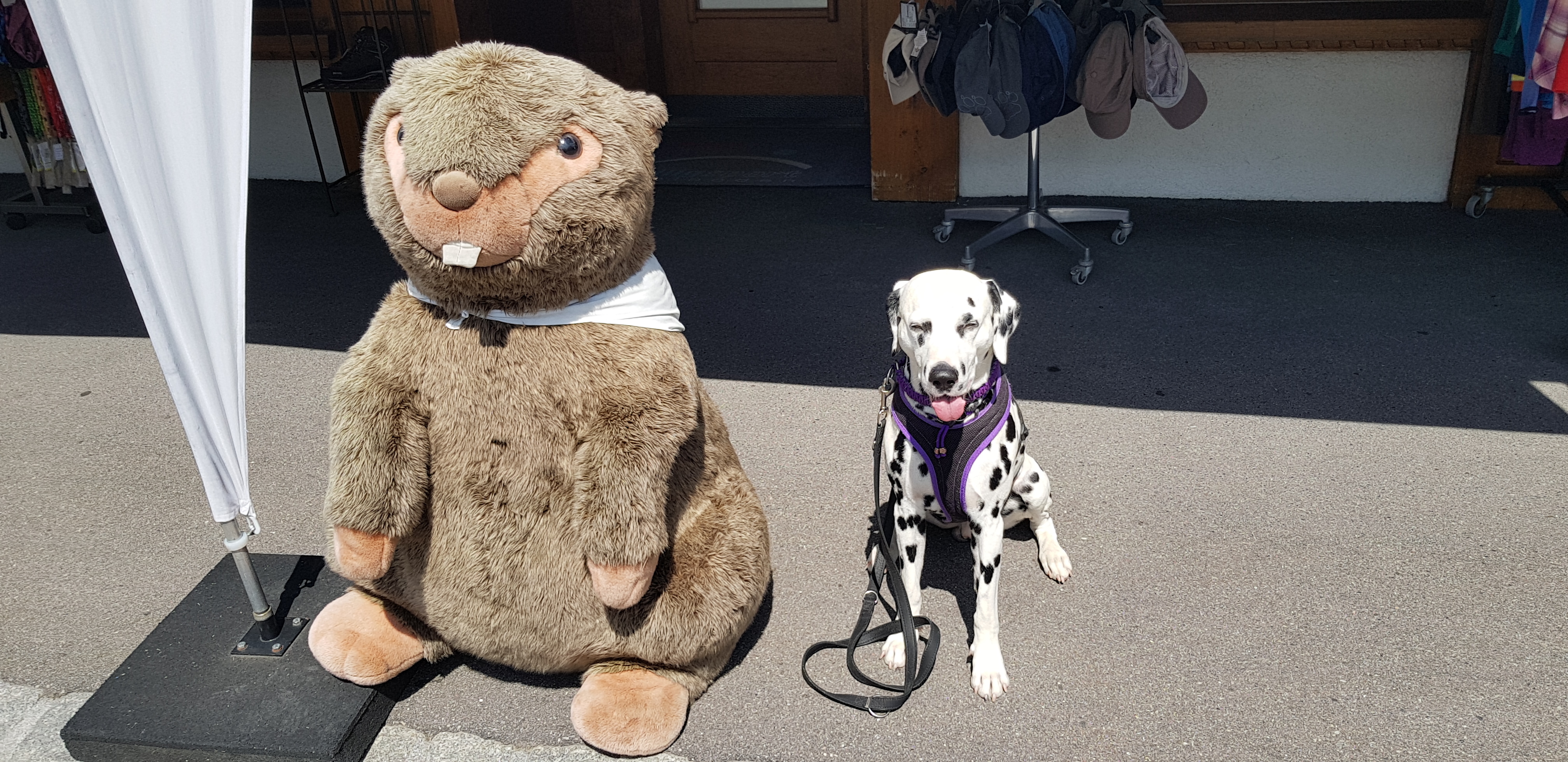 Giaro mit Murmeltier