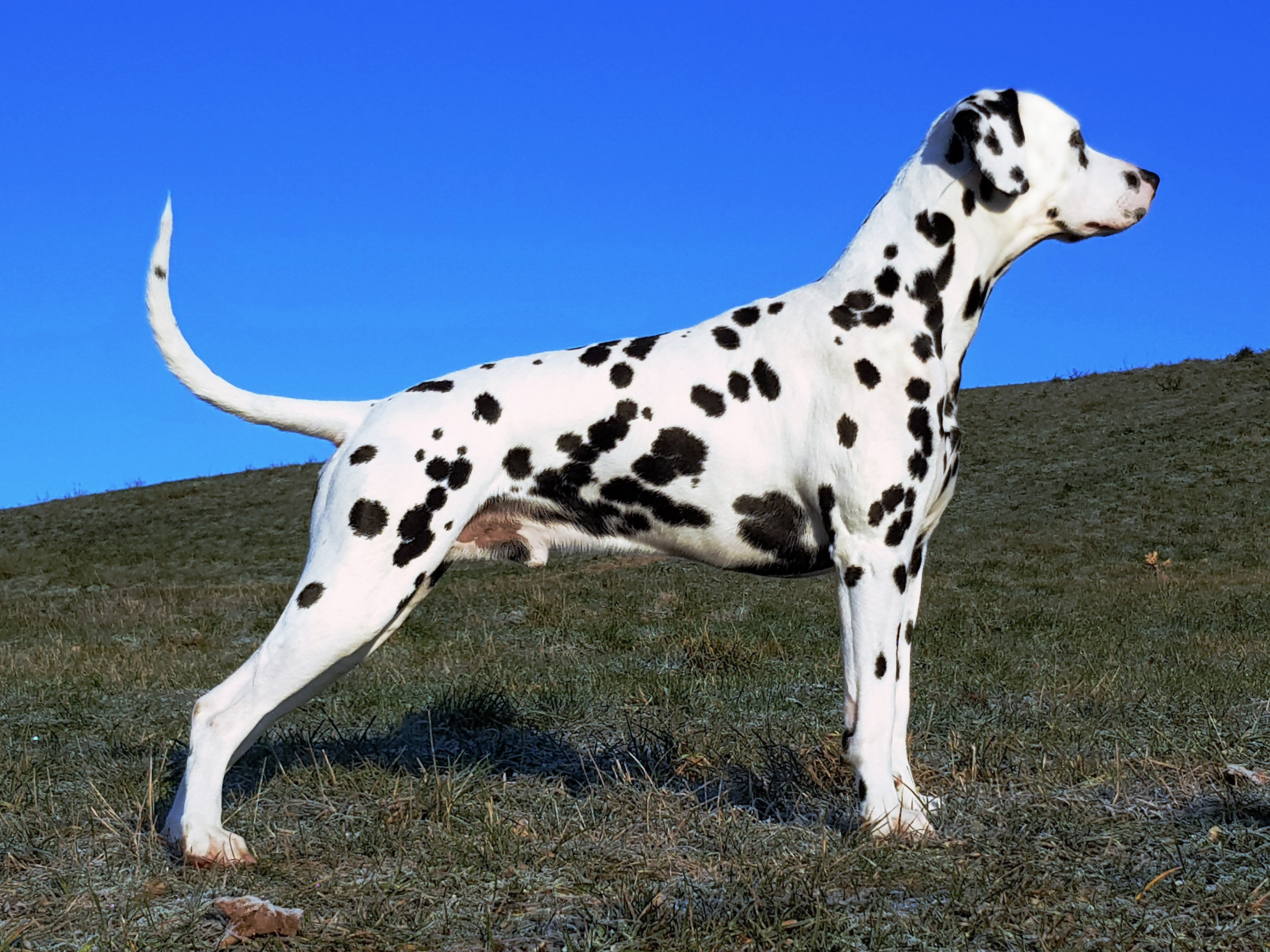 Giaro vor blauem Himmel