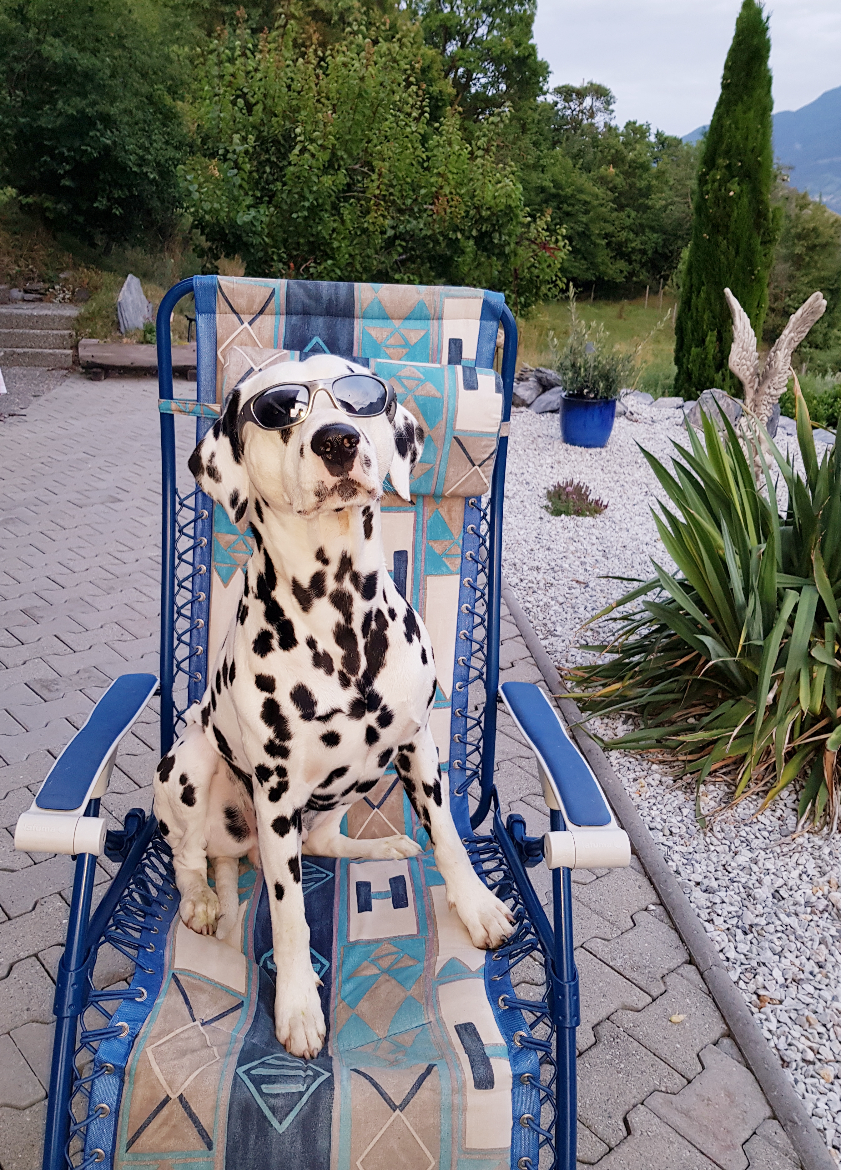 Giaro mit Sonnenbrille