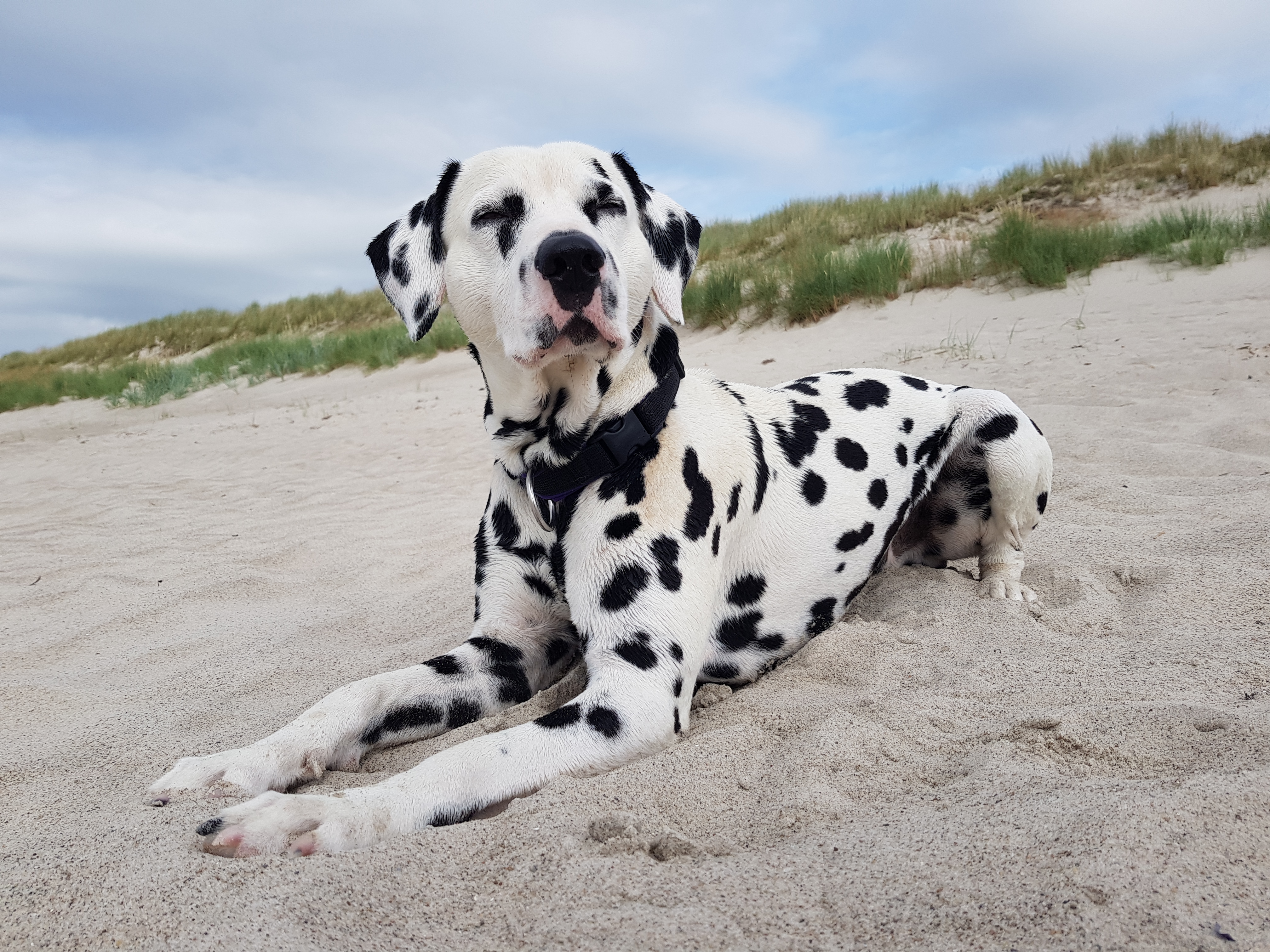 Schönheitschampion Giaro am Strand