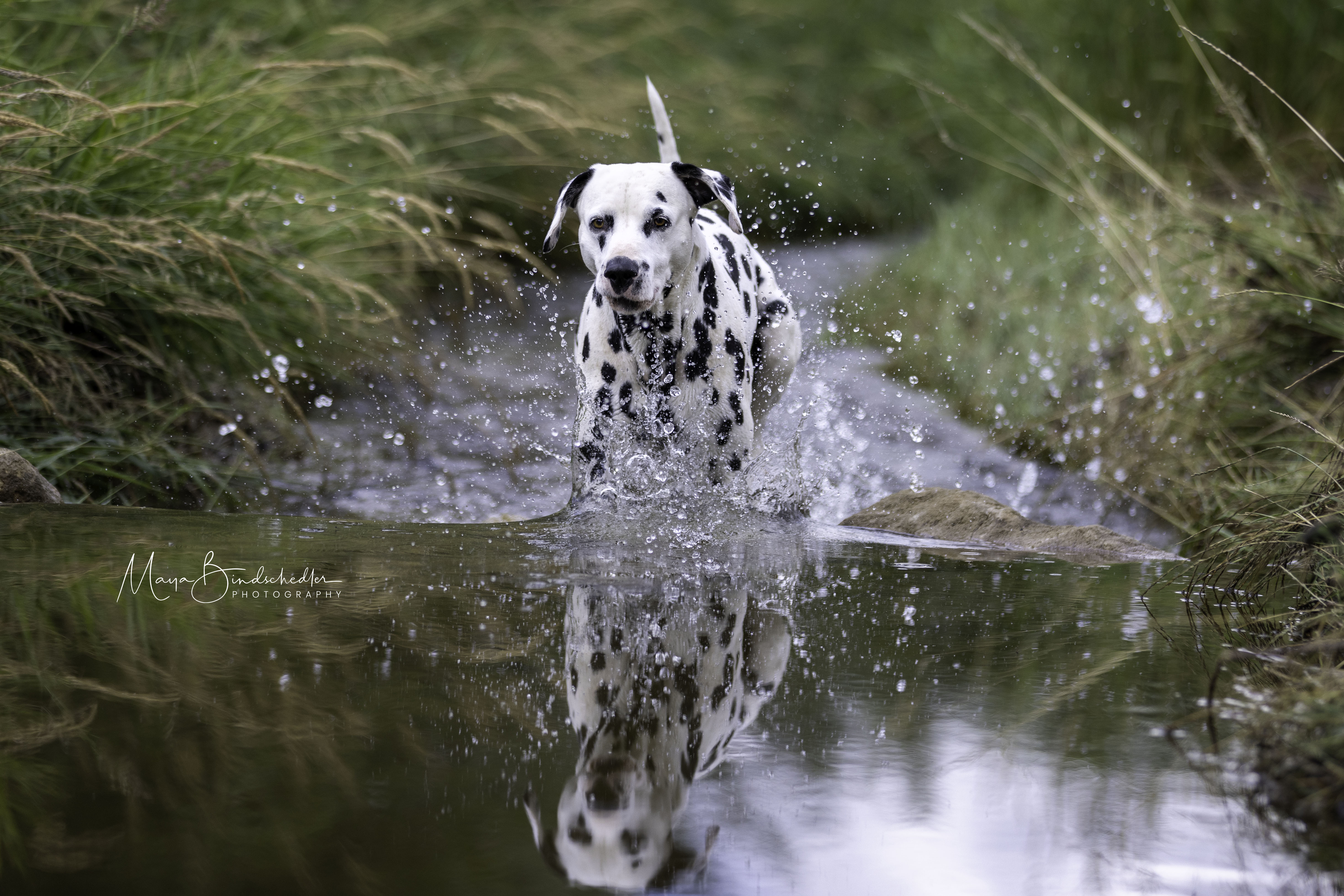 Giaro mit Frisbee